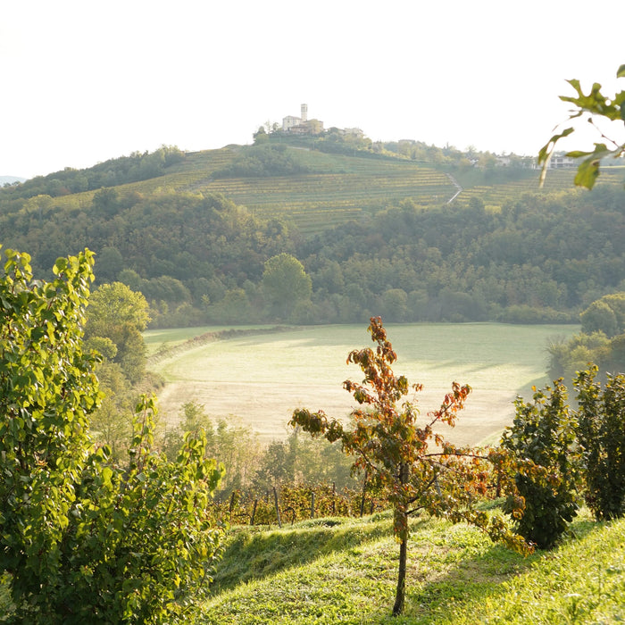 Canus - Gramogliano Doc 2019 Colli Orientali del Friuli cl 75